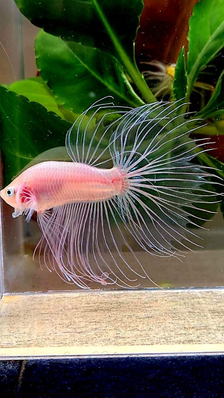 CROWNTAIL HALFSUN TRANSPARENT CELLOPHANE BETTA FISH