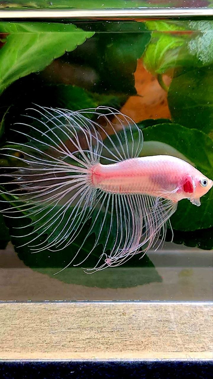 CROWNTAIL HALFSUN TRANSPARENT CELLOPHANE BETTA FISH