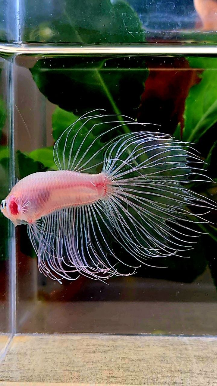 CROWNTAIL HALFSUN TRANSPARENT CELLOPHANE BETTA FISH