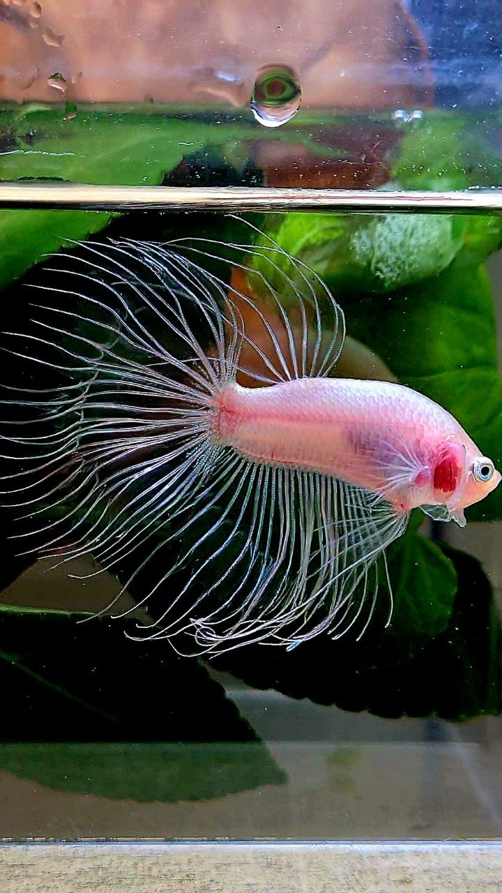 CROWNTAIL HALFSUN TRANSPARENT CELLOPHANE BETTA FISH