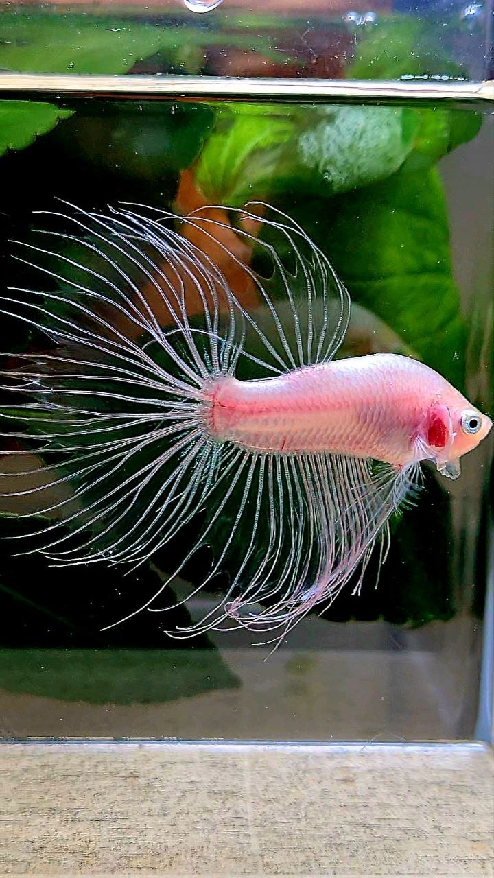 CROWNTAIL HALFSUN TRANSPARENT CELLOPHANE BETTA FISH