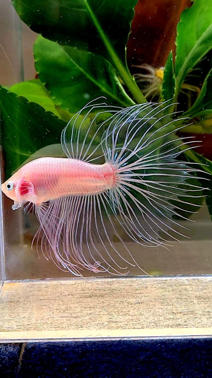 CROWNTAIL HALFSUN TRANSPARENT CELLOPHANE BETTA FISH