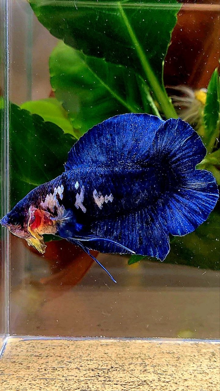 PLAKAT DOUBLE TAIL BLUE MARBLE BETTA FISH
