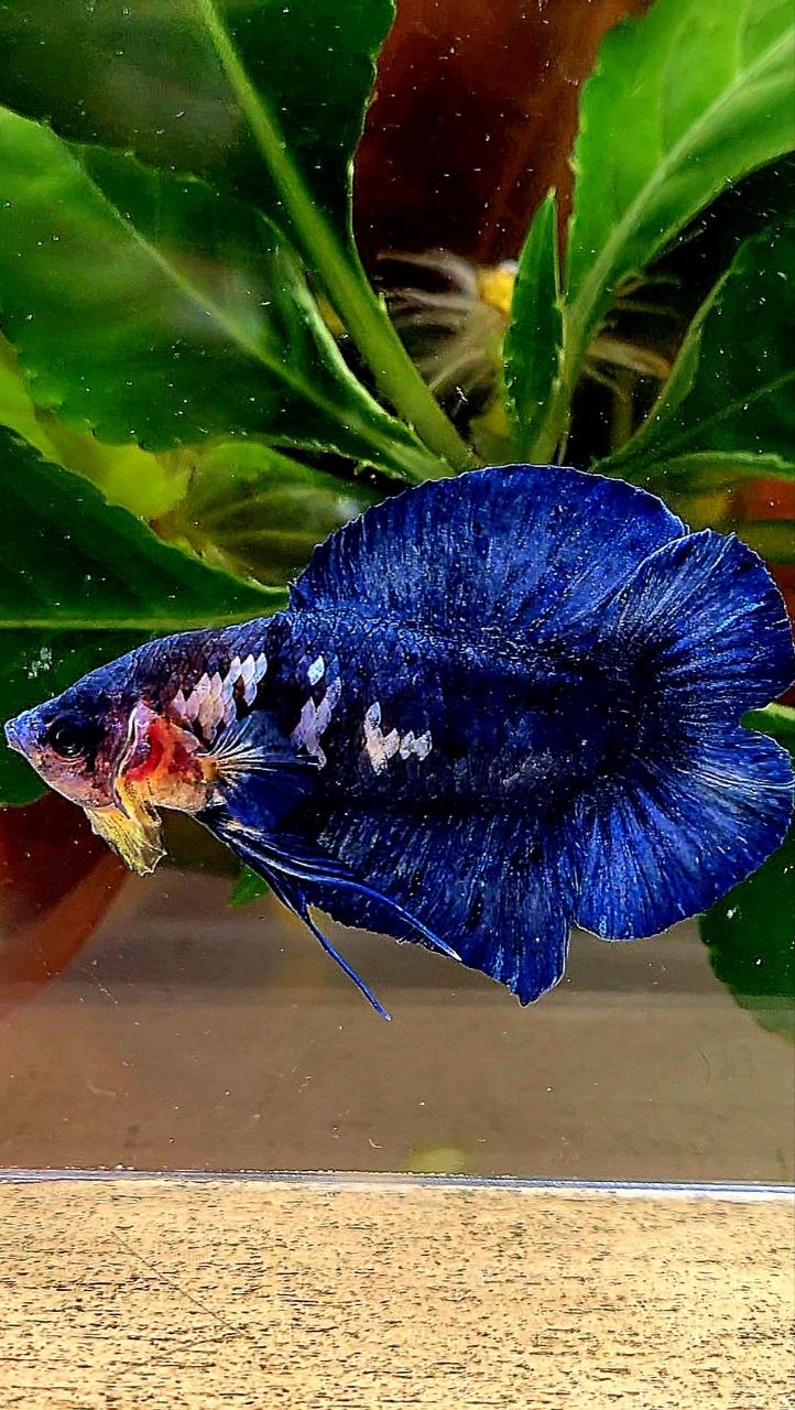 PLAKAT DOUBLE TAIL BLUE MARBLE BETTA FISH