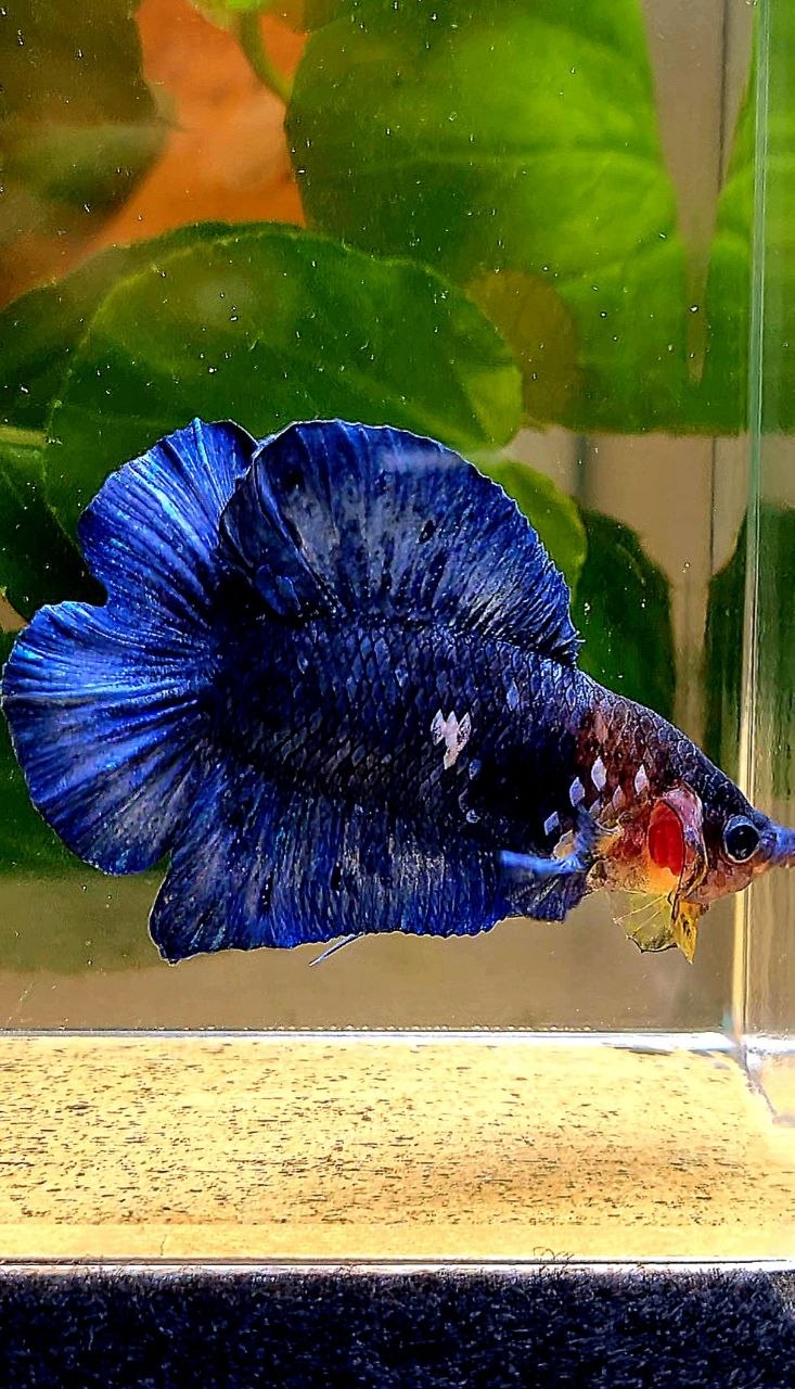 PLAKAT DOUBLE TAIL BLUE MARBLE BETTA FISH