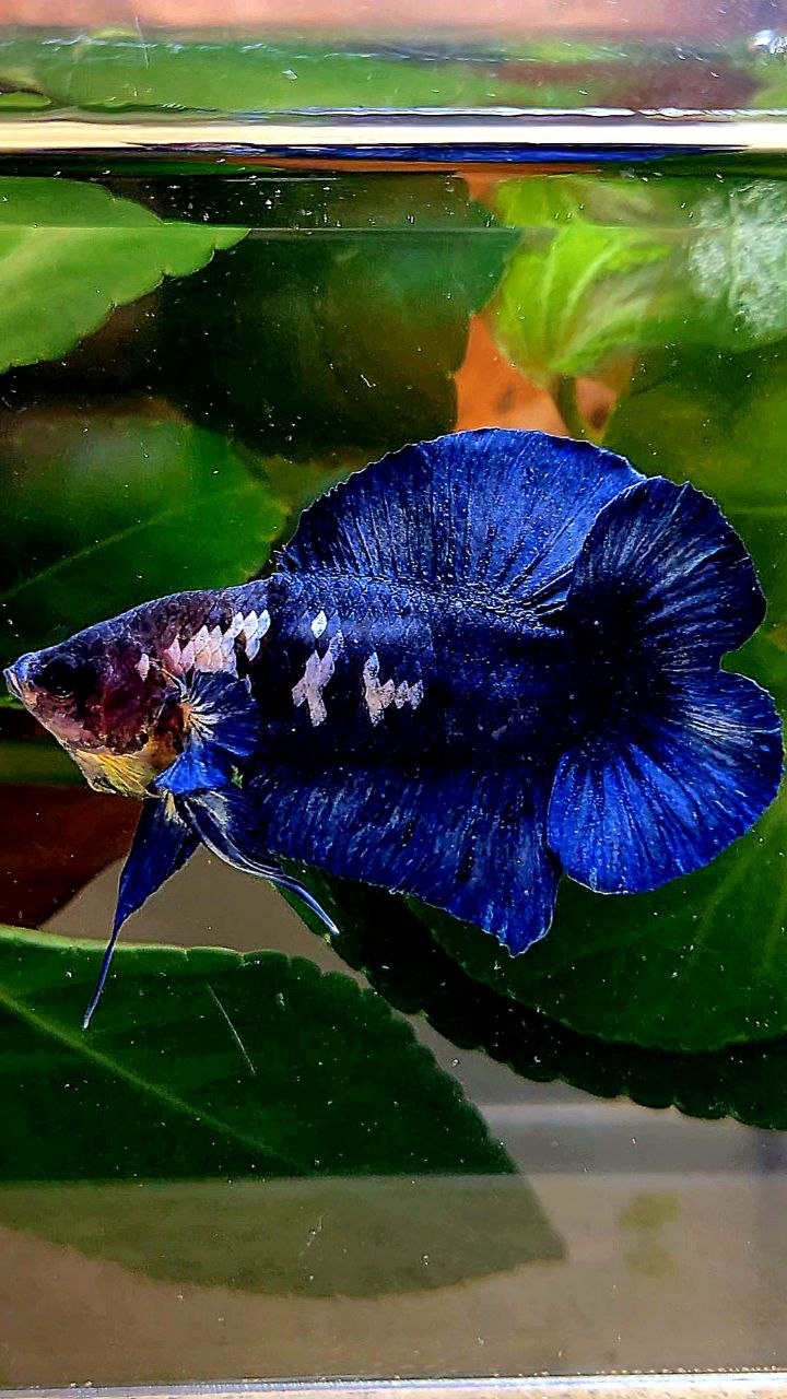 PLAKAT DOUBLE TAIL BLUE MARBLE BETTA FISH