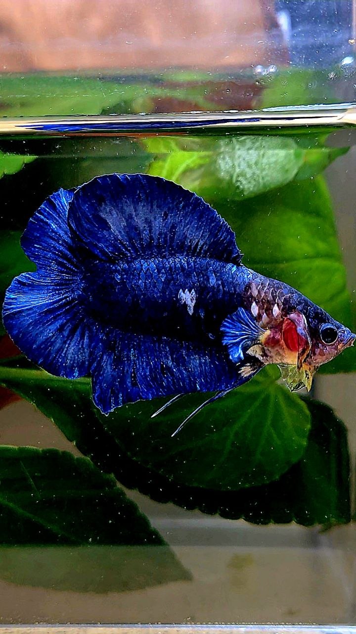 PLAKAT DOUBLE TAIL BLUE MARBLE BETTA FISH