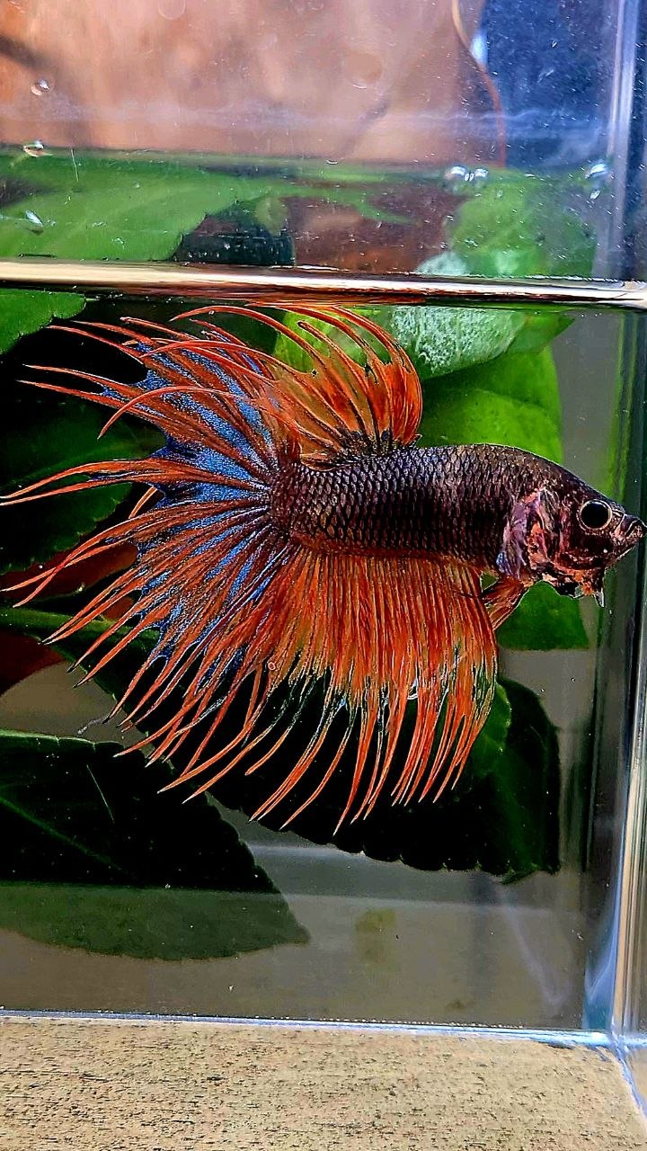 CROWNTAIL ORANGE FANCY BETTA FISH