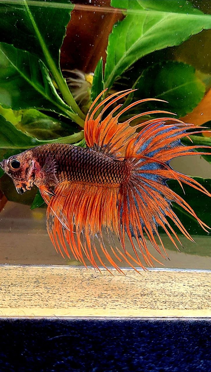 CROWNTAIL ORANGE FANCY BETTA FISH