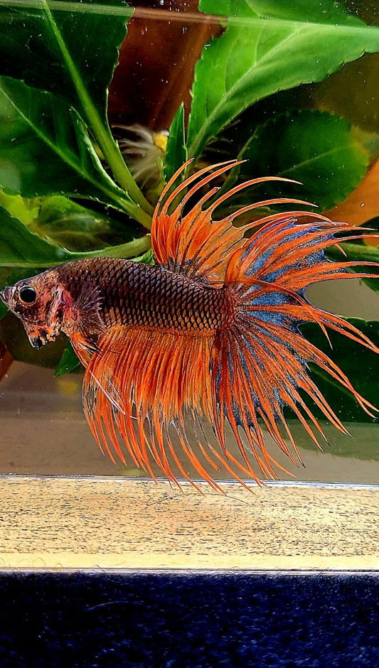 CROWNTAIL ORANGE FANCY BETTA FISH