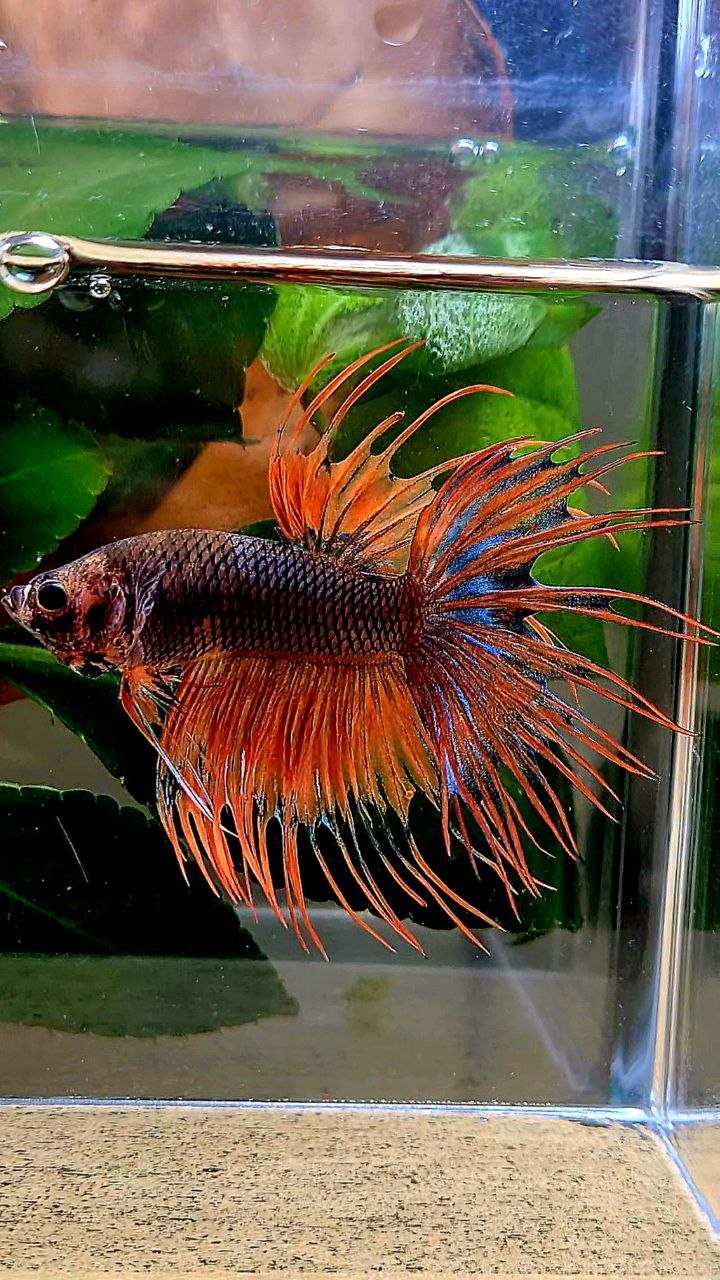 CROWNTAIL ORANGE FANCY BETTA FISH