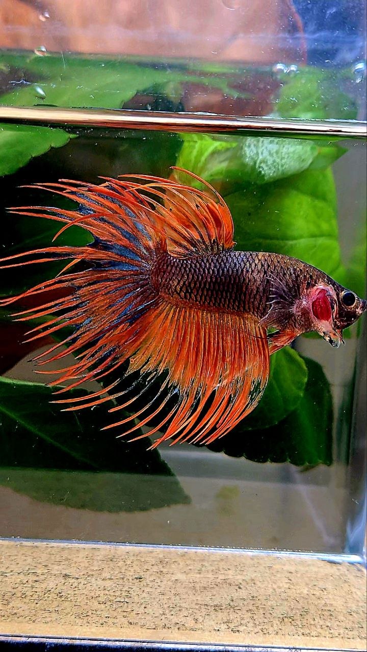 CROWNTAIL ORANGE FANCY BETTA FISH