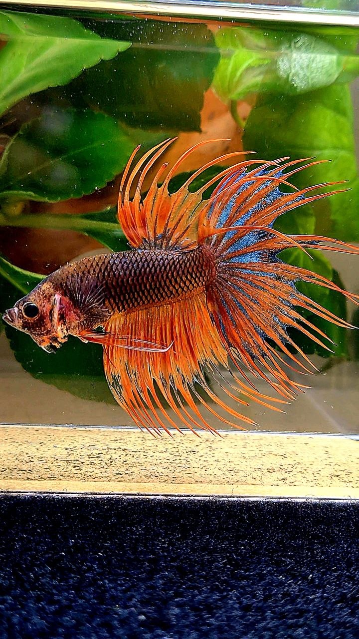 CROWNTAIL ORANGE FANCY BETTA FISH