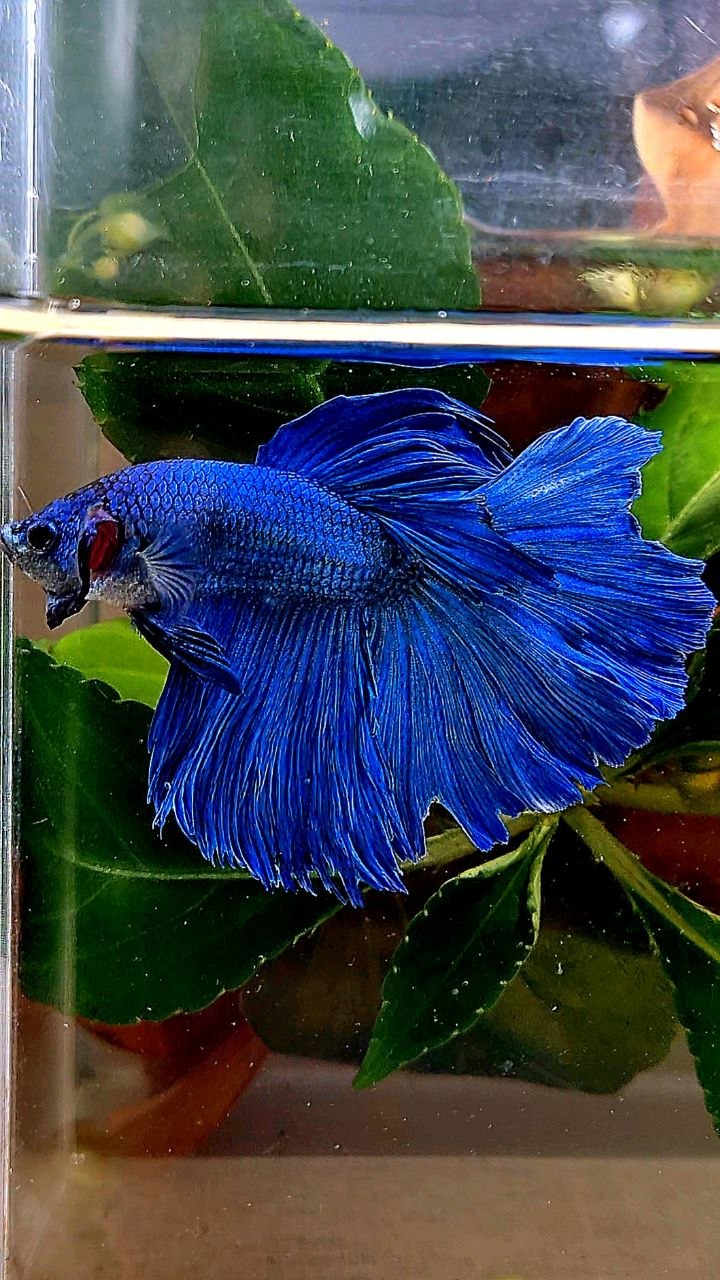 HALFMOON BLUE BETTA FISH
