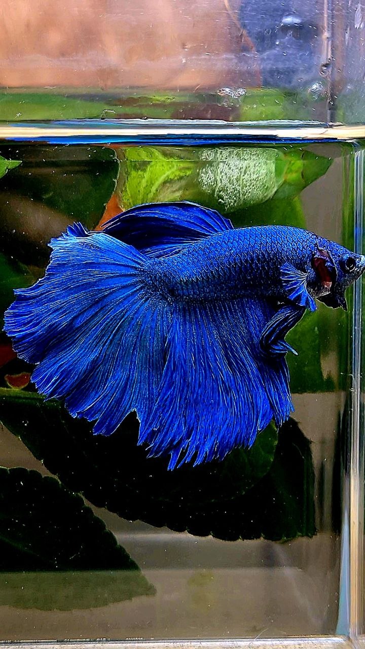 HALFMOON BLUE BETTA FISH