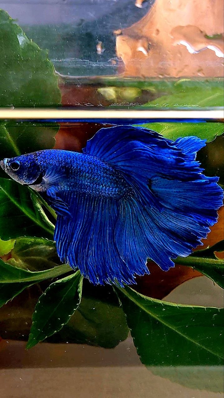 HALFMOON BLUE BETTA FISH