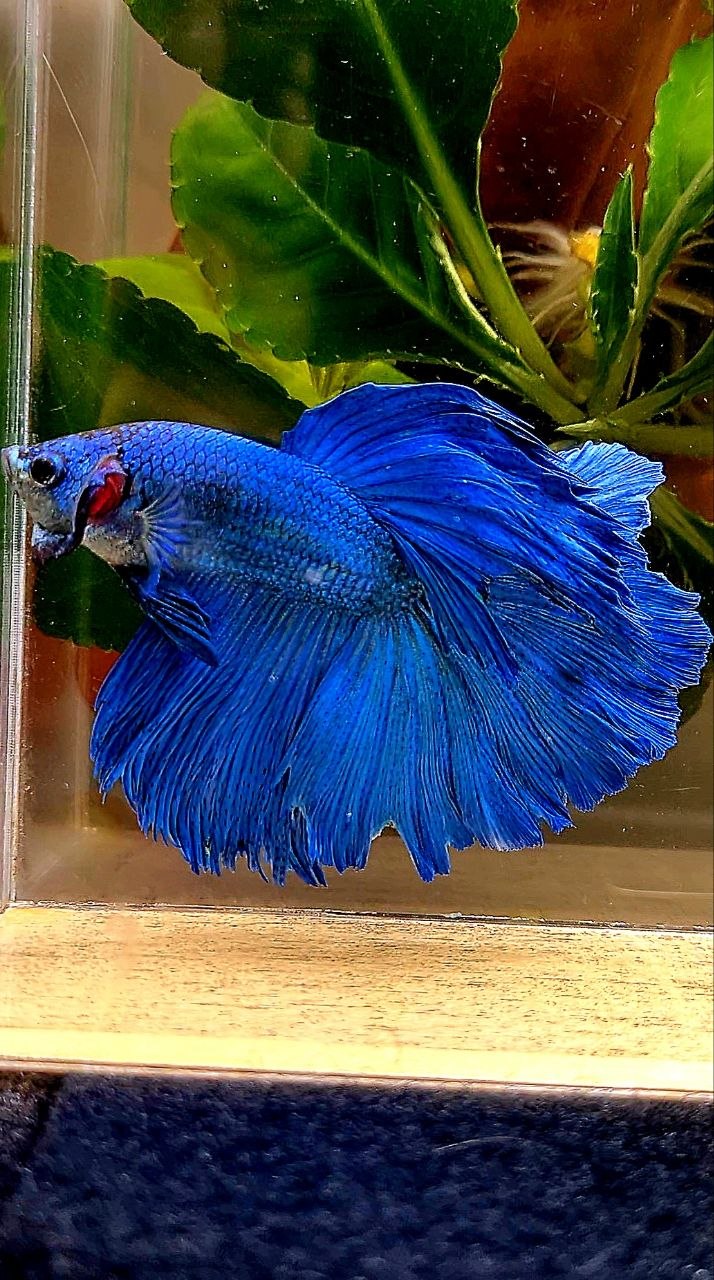 HALFMOON BLUE BETTA FISH