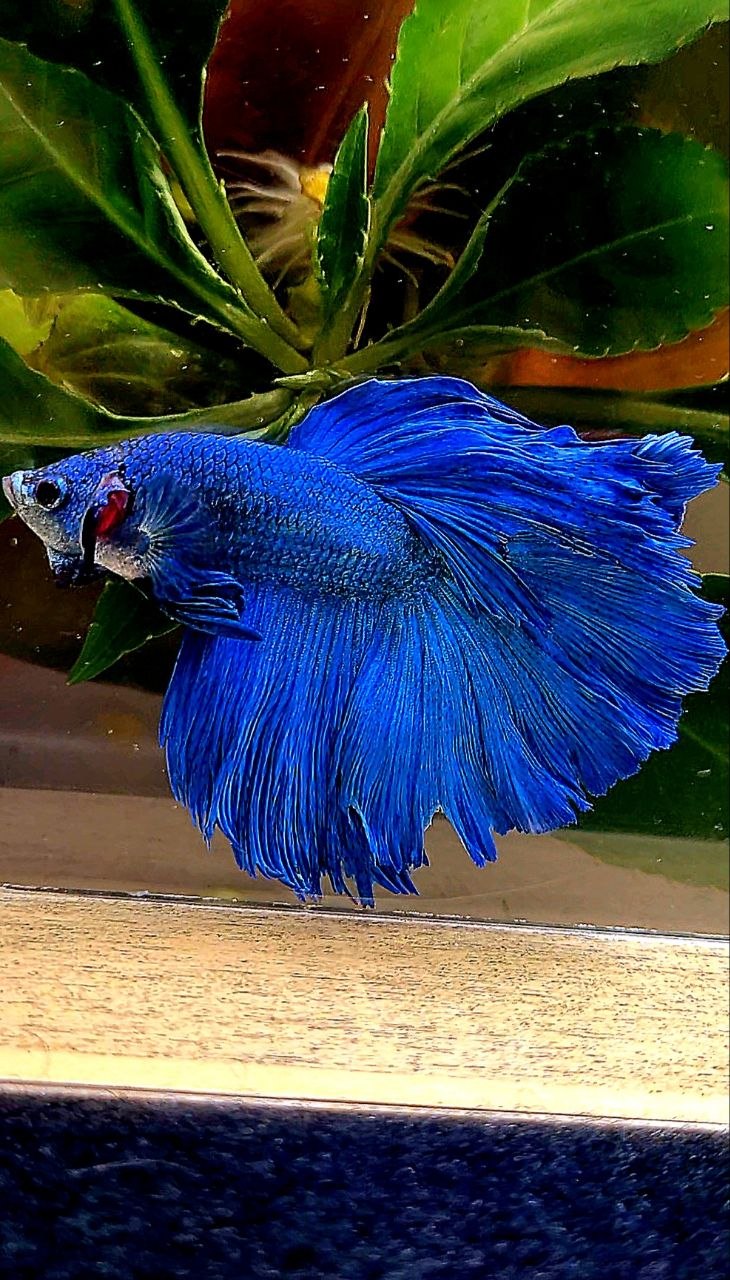 HALFMOON BLUE BETTA FISH