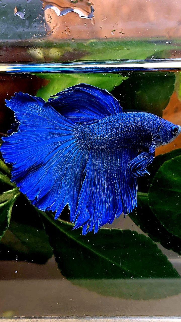 HALFMOON BLUE BETTA FISH