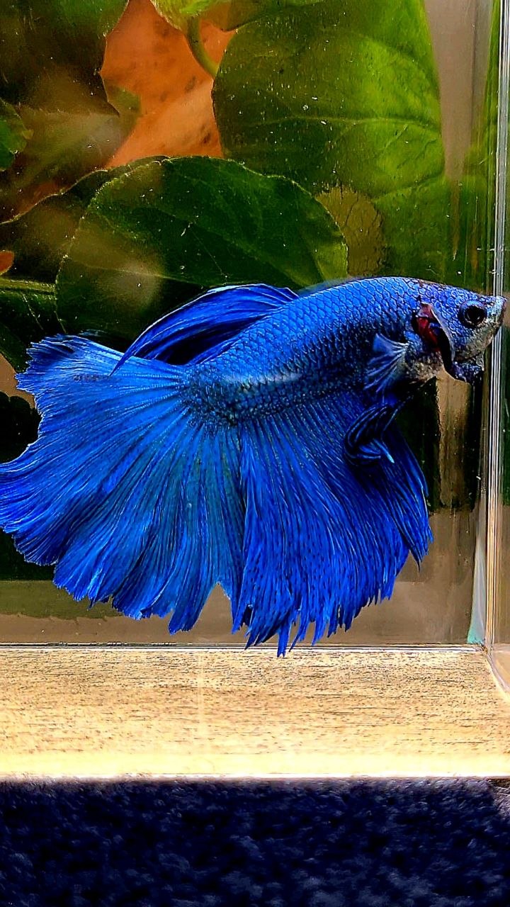 HALFMOON BLUE BETTA FISH