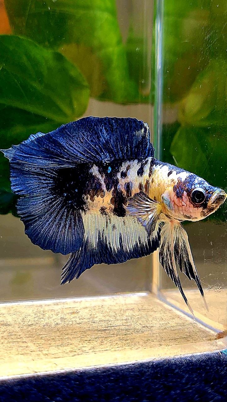 PLAKAT DOUBLE TAIL BLUE MARBLE DOTS BETTA FISH
