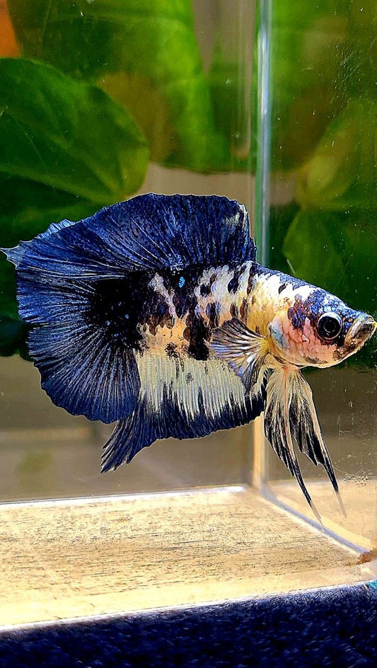 PLAKAT DOUBLE TAIL BLUE MARBLE DOTS BETTA FISH