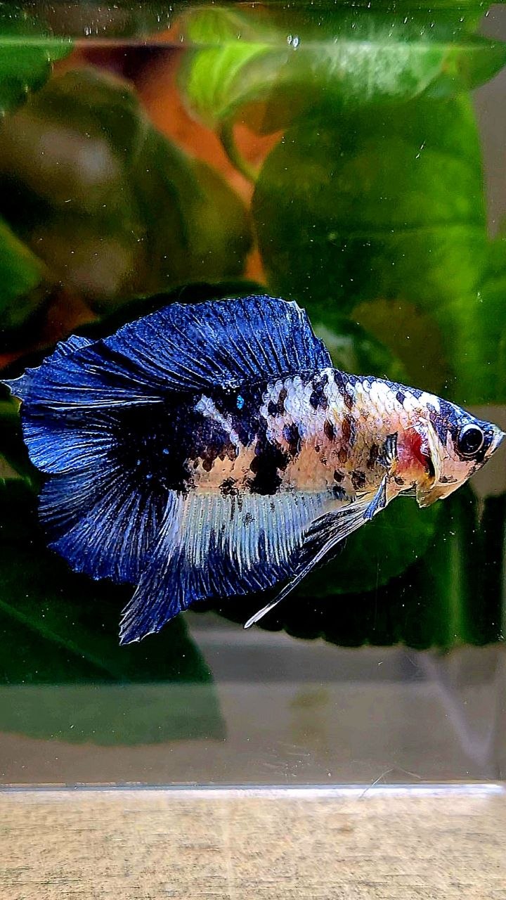 PLAKAT DOUBLE TAIL BLUE MARBLE DOTS BETTA FISH