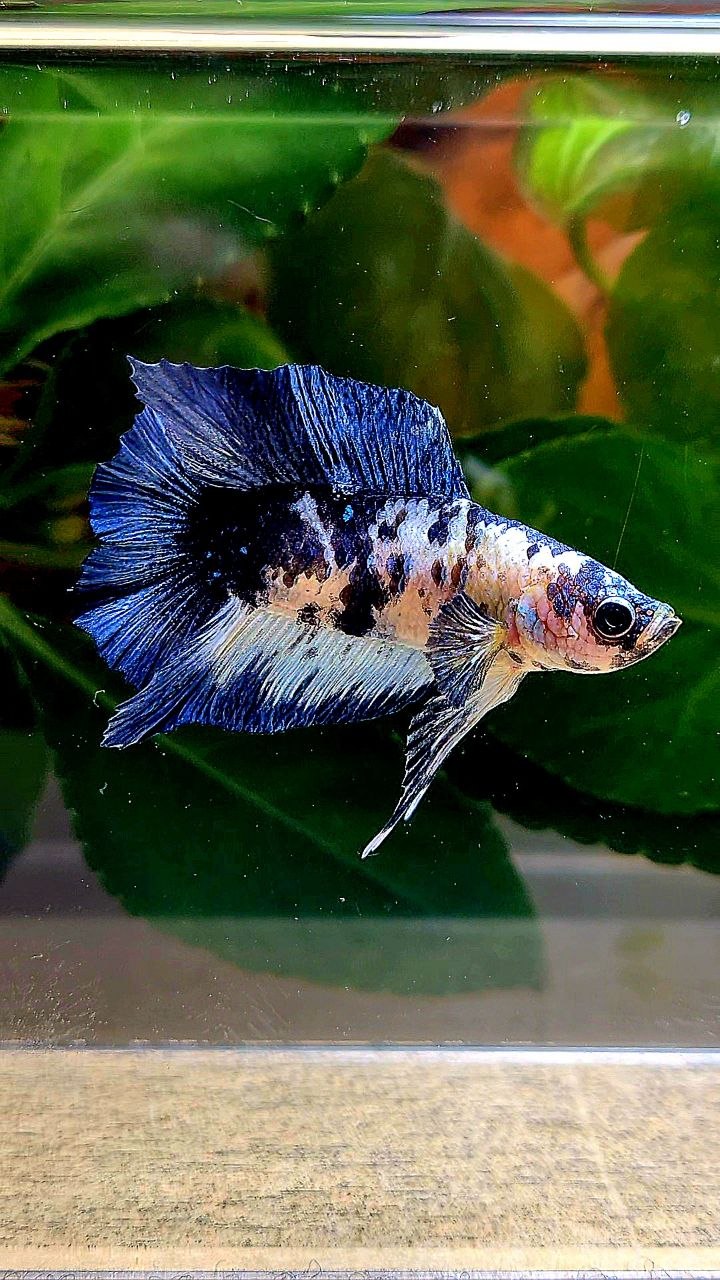 PLAKAT DOUBLE TAIL BLUE MARBLE DOTS BETTA FISH