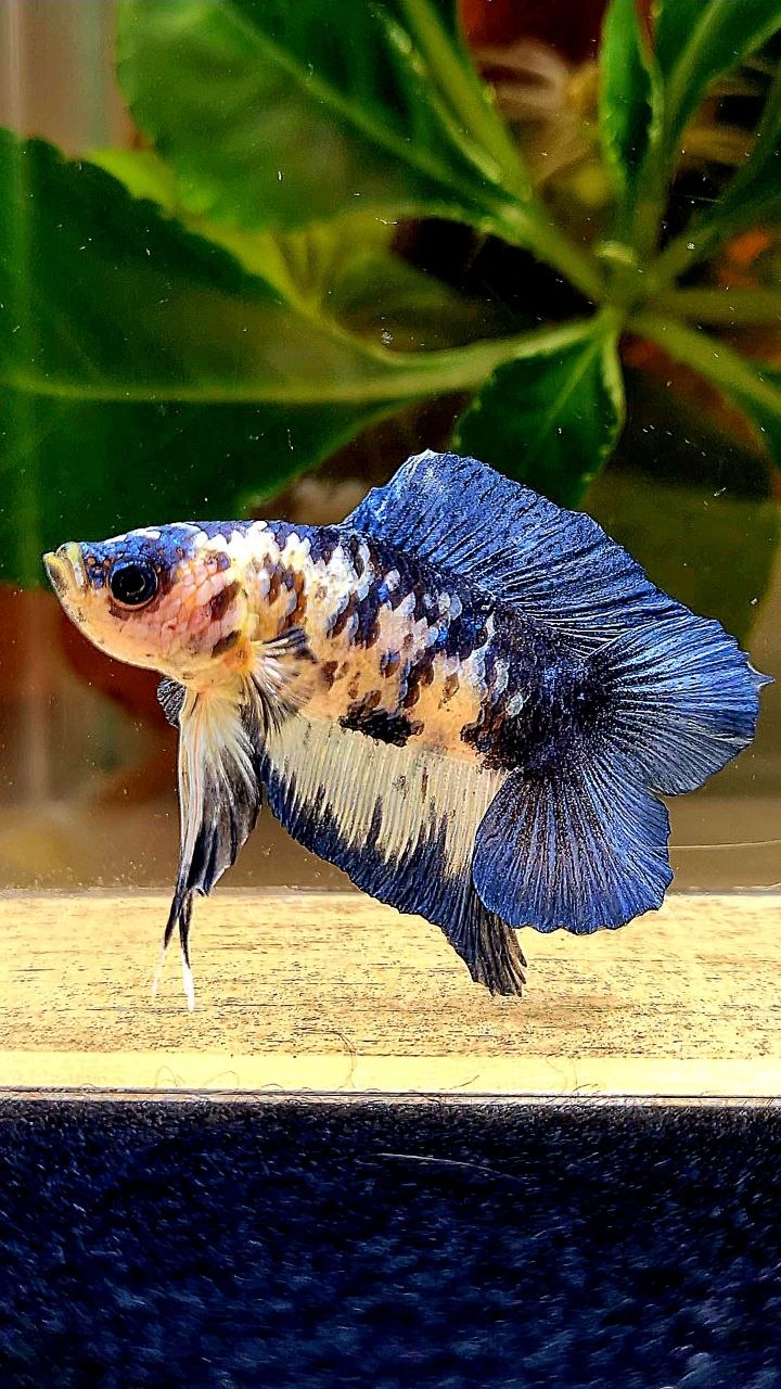 PLAKAT DOUBLE TAIL BLUE MARBLE DOTS BETTA FISH