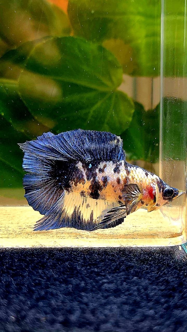 PLAKAT DOUBLE TAIL BLUE MARBLE DOTS BETTA FISH