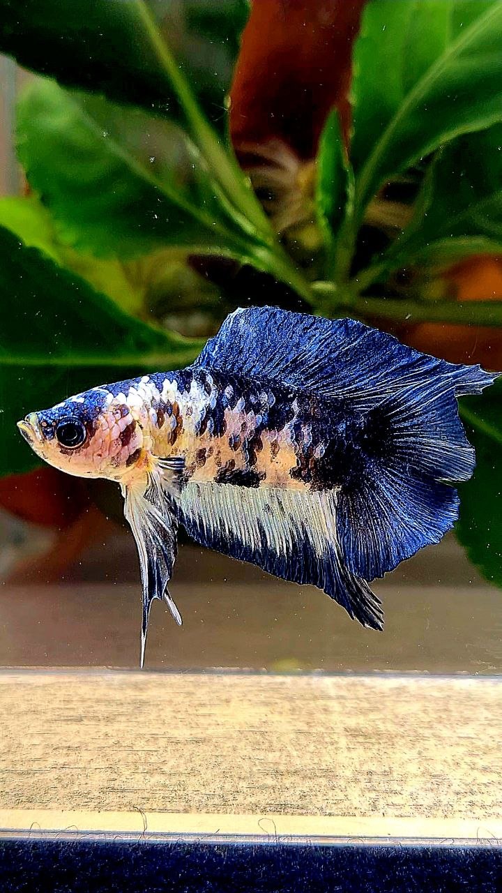 PLAKAT DOUBLE TAIL BLUE MARBLE DOTS BETTA FISH