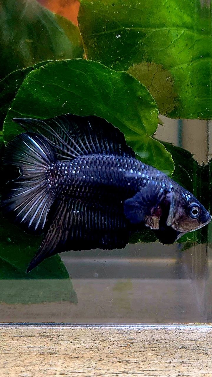 PLAKAT DOUBLE TAIL BLACK BETTA FISH