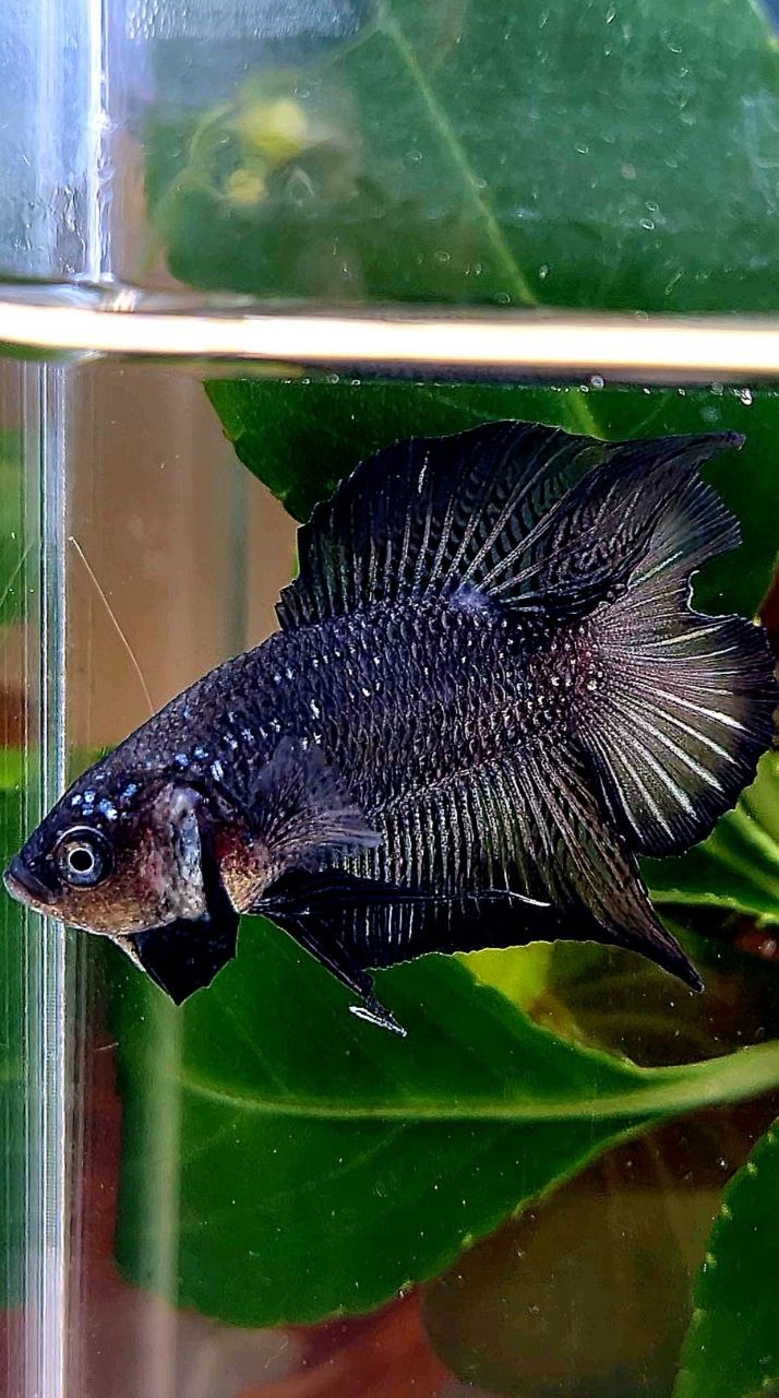 PLAKAT DOUBLE TAIL BLACK BETTA FISH