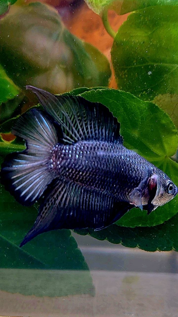 PLAKAT DOUBLE TAIL BLACK BETTA FISH
