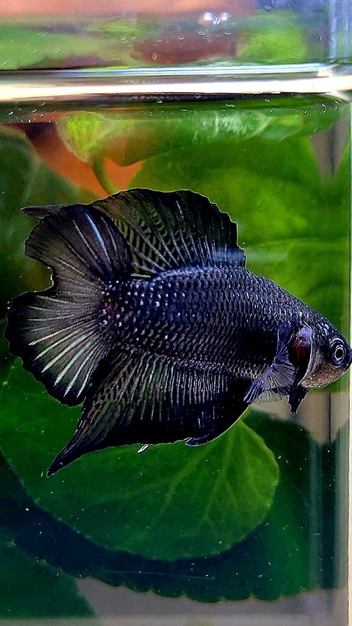 PLAKAT DOUBLE TAIL BLACK BETTA FISH