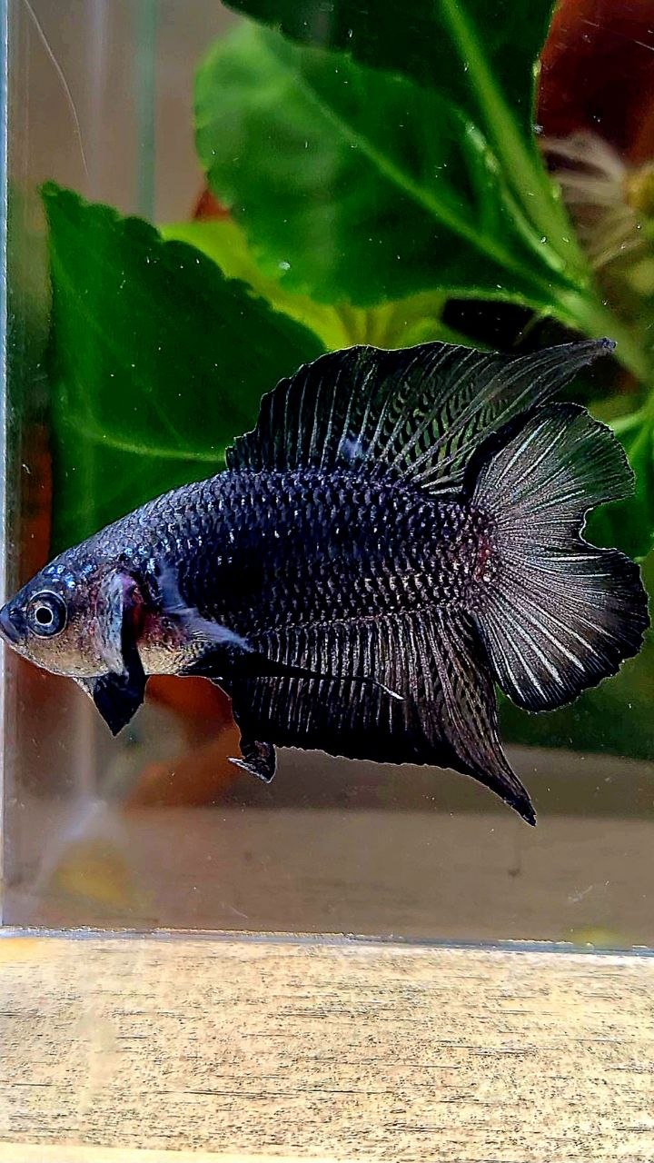PLAKAT DOUBLE TAIL BLACK BETTA FISH