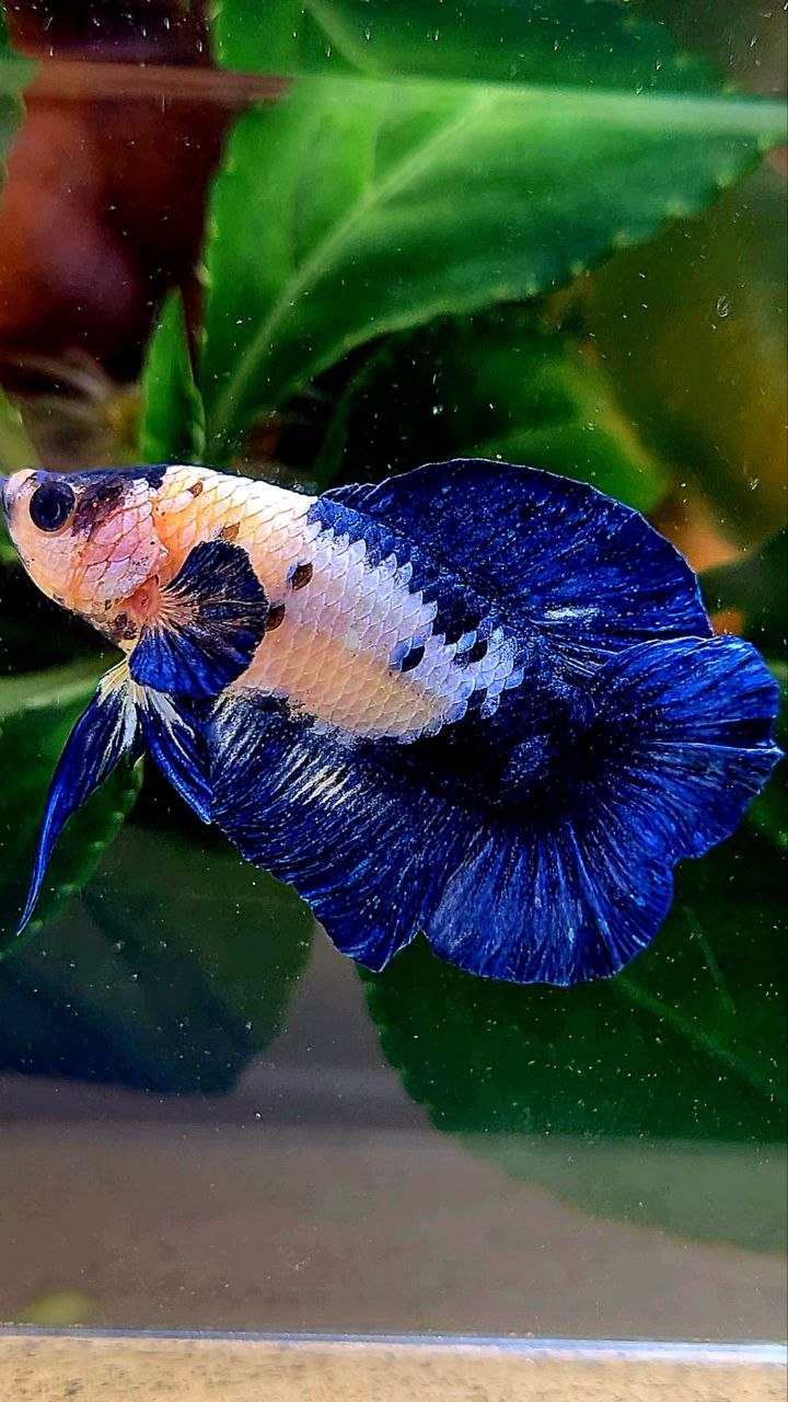 PLAKAT DOUBLE TAIL BLUE MARBLE BETTA FISH
