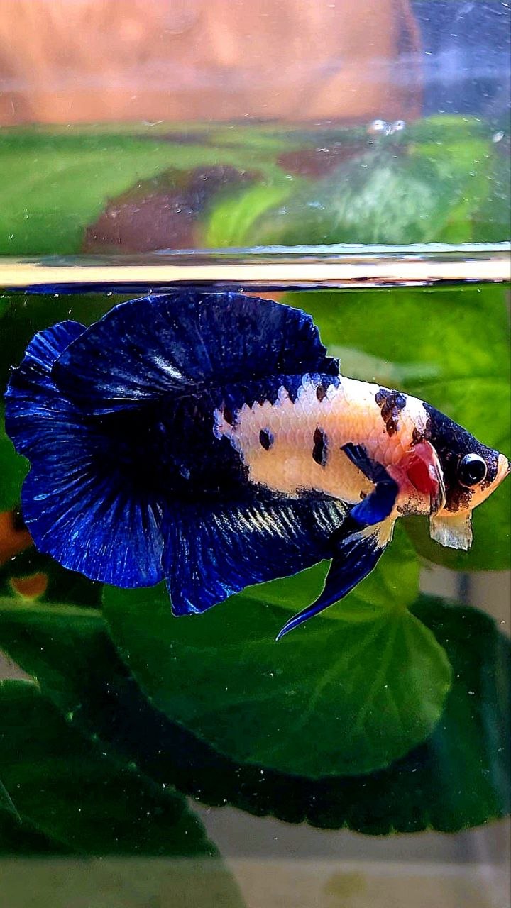 PLAKAT DOUBLE TAIL BLUE MARBLE BETTA FISH