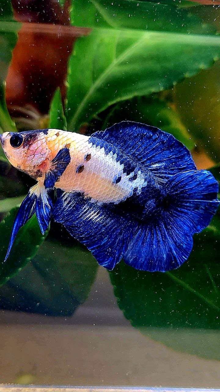 PLAKAT DOUBLE TAIL BLUE MARBLE BETTA FISH