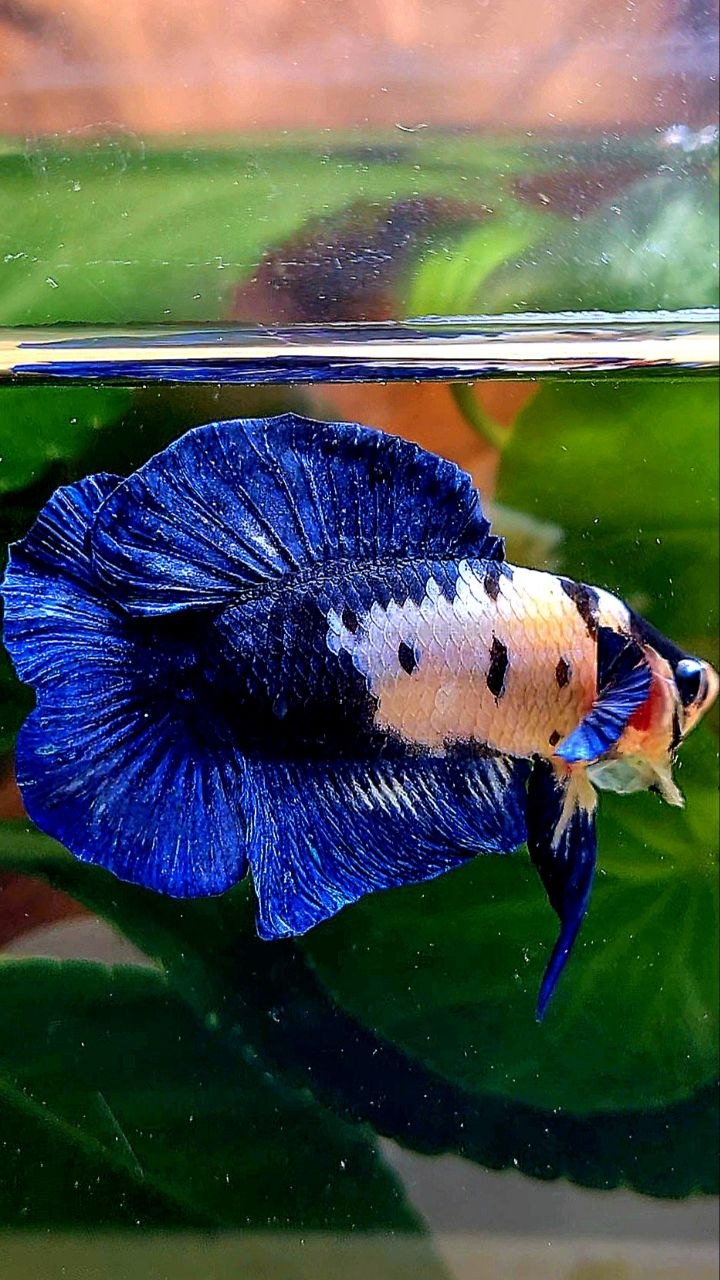 PLAKAT DOUBLE TAIL BLUE MARBLE BETTA FISH