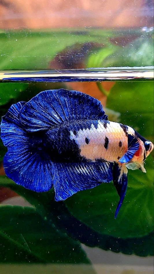 PLAKAT DOUBLE TAIL BLUE MARBLE BETTA FISH