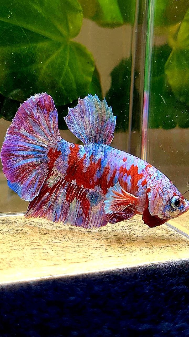 PLAKAT BARONGSAI GALAXY MULTICOLOR BETTA FISH