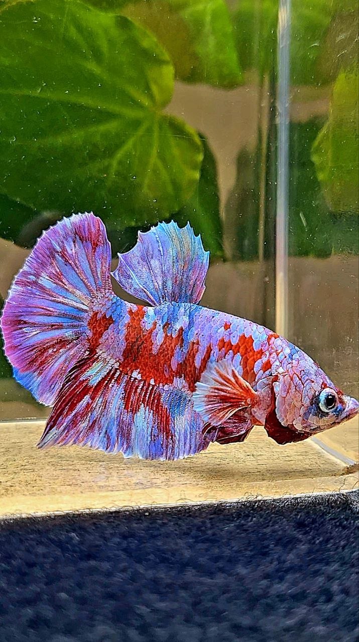 PLAKAT BARONGSAI GALAXY MULTICOLOR BETTA FISH