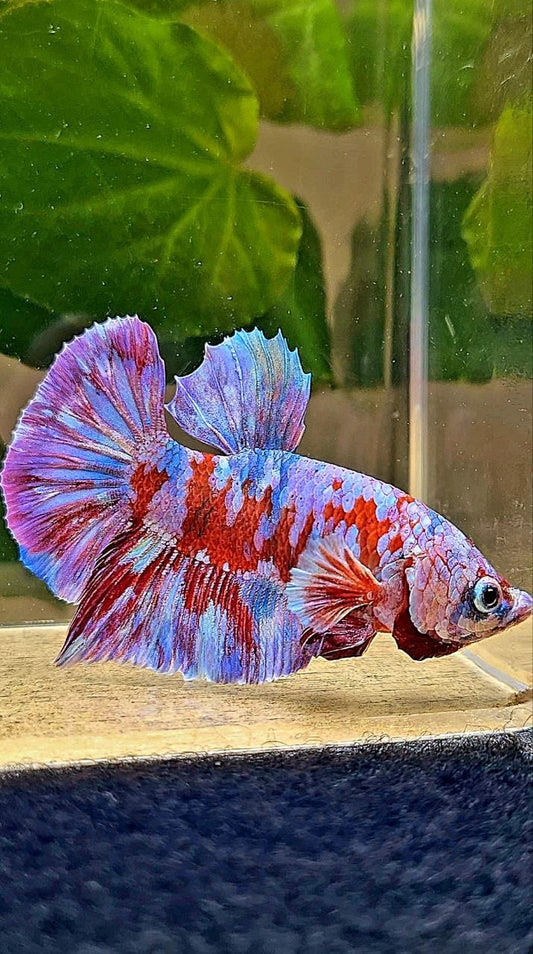 PLAKAT BARONGSAI GALAXY MULTICOLOR BETTA FISH