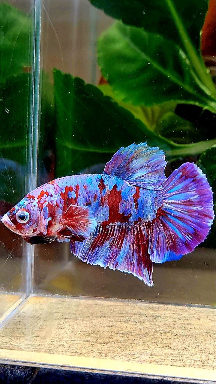 PLAKAT BARONGSAI GALAXY MULTICOLOR BETTA FISH
