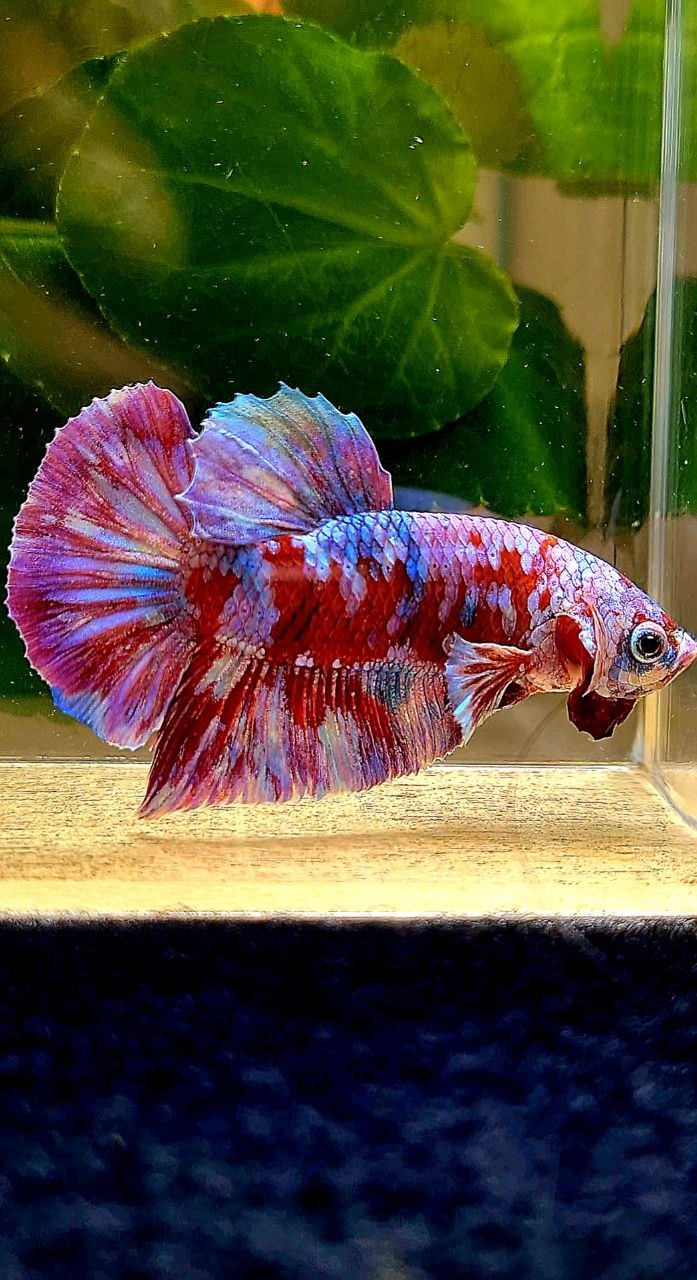 PLAKAT BARONGSAI GALAXY MULTICOLOR BETTA FISH