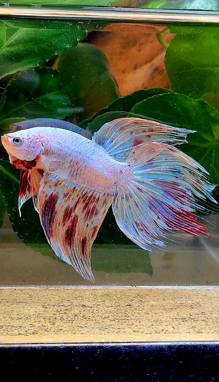 VEILTAIL ARMAGEDDON BETTA FISH