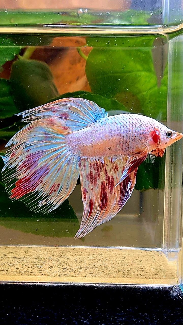 VEILTAIL ARMAGEDDON BETTA FISH