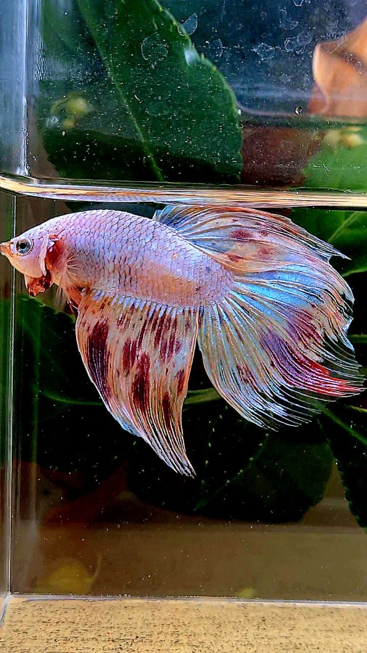 VEILTAIL ARMAGEDDON BETTA FISH