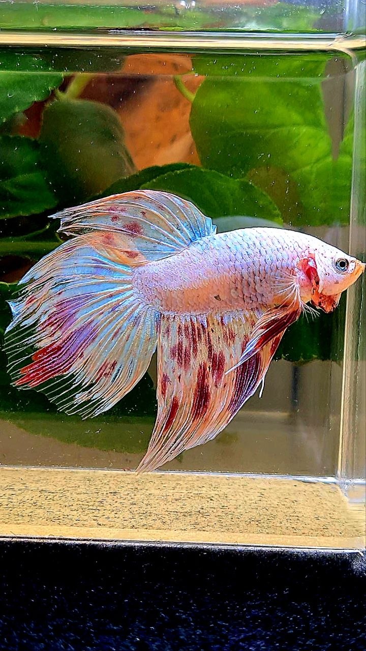 VEILTAIL ARMAGEDDON BETTA FISH